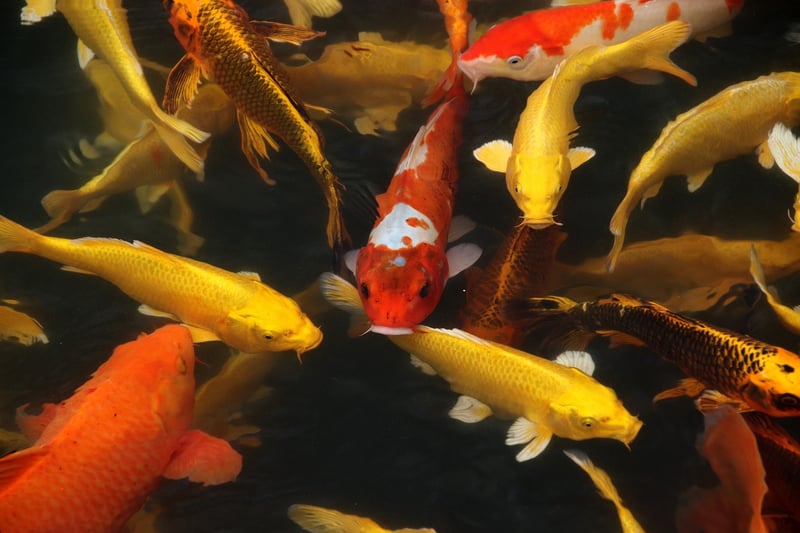 Pixie ponds