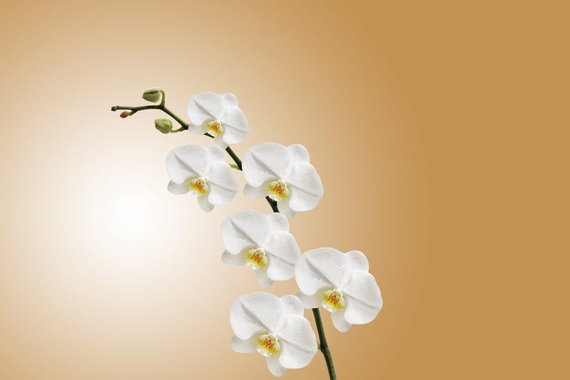 Exotic Bloom