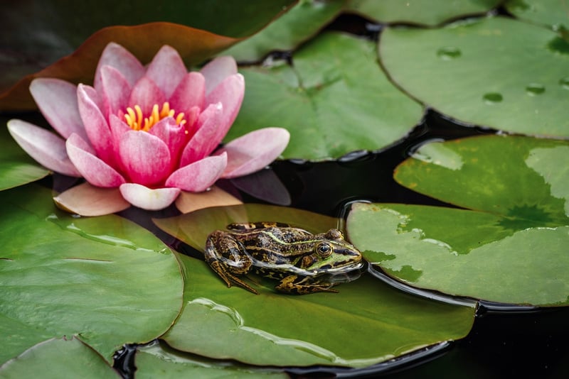 Pixie Pond